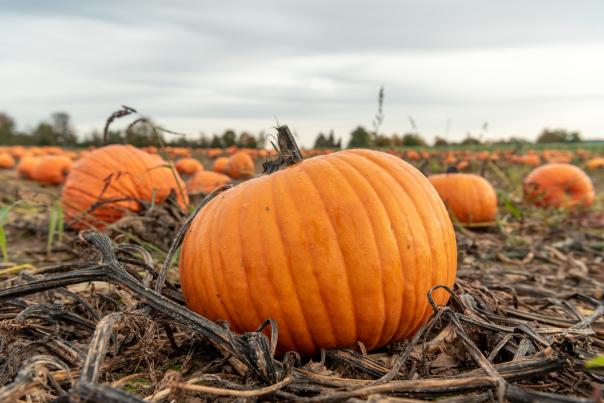 Pumpkin Patch