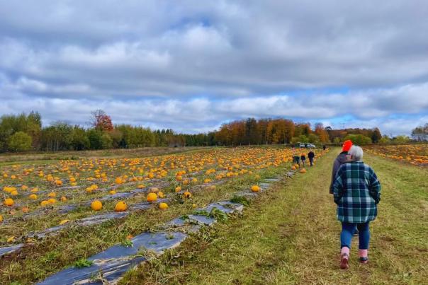 Pumpkin patch in the Upper Peninsula of Michigan
