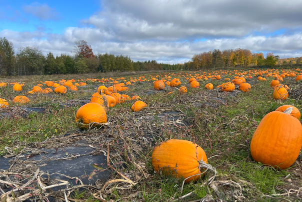 Pumpkin patch in the Upper Peninsula of Michigan