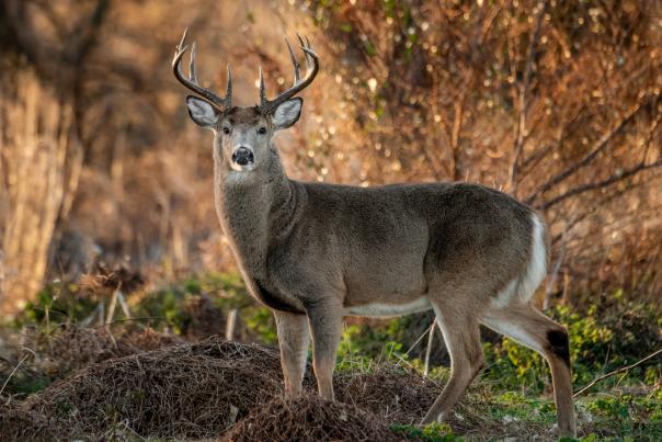 White tailed deer at sunrise
