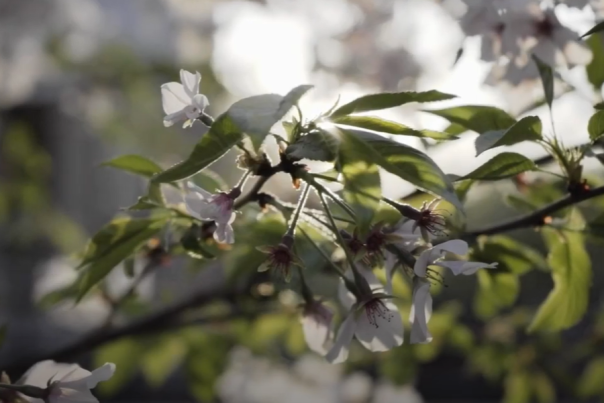 Video Screenshot