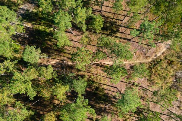 Aerial Bartram Forest