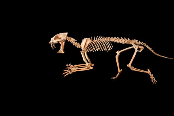 Natural History Museum Secrets campaign