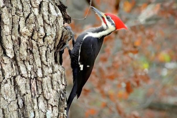 Wauwatosa Woodpecker Birding Honey Creek