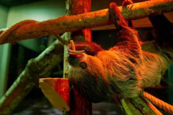 Milwaukee Public Museum Sloth Exhibit