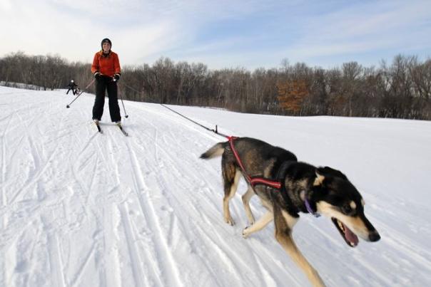 Winter dog park