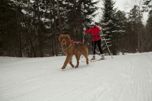 Skier with dog