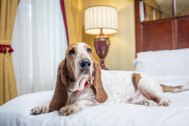 dog laying on a bed in a hotel room