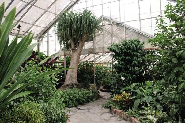 greenhouse with various green plants and trees