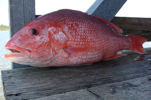 Red Snapper