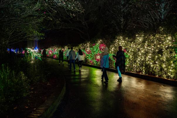 people walking along a trail of Christmas lights