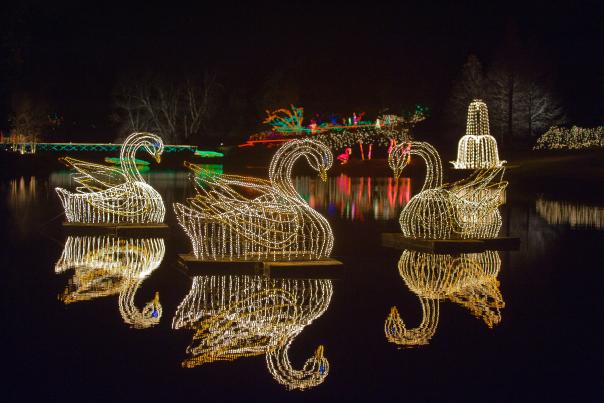 three lighted swans in a body of water