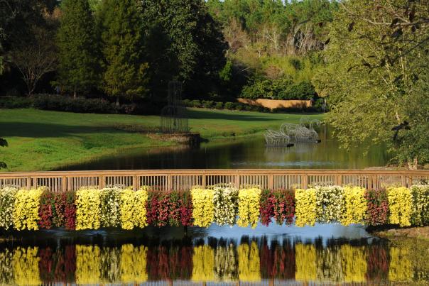 Mums cascading over a bridge over water
