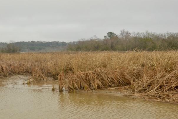 Cruising the Mobile-Tensaw Delta