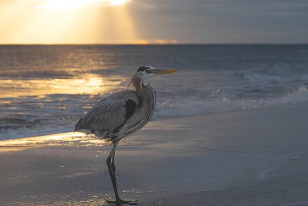 A heron stands on the beach at Dauphin Island with the sun setting on the water