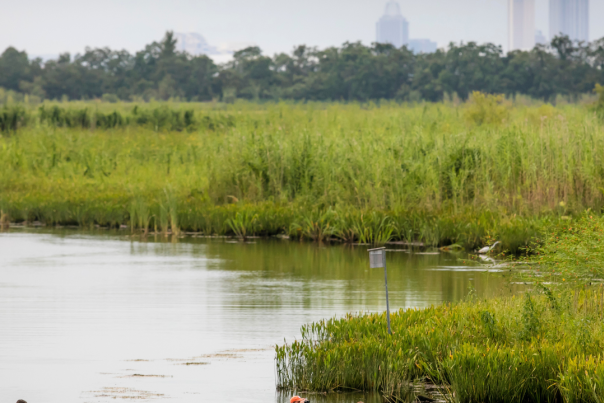 two groups of people kayaking in the Delta