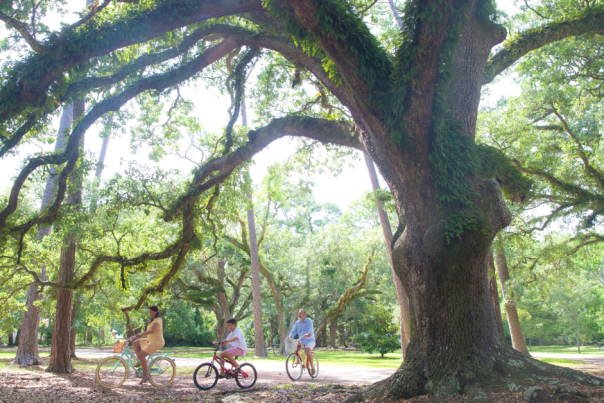 large live oak tree with three children riding bicycles