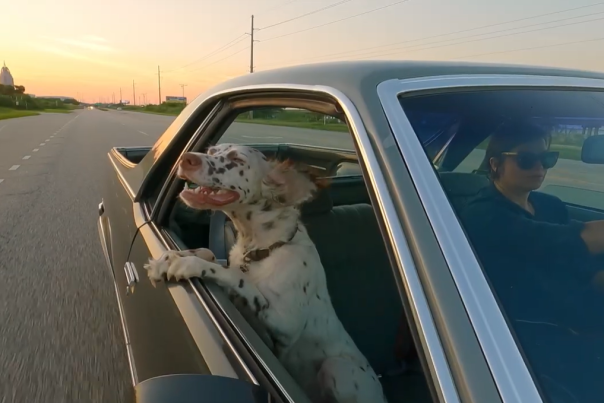 dalmation dog with his head hanging out of a moving car window with a smile on his face