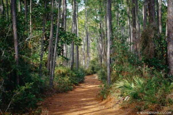 Trail at Dauphin Island Bird Sanctuary