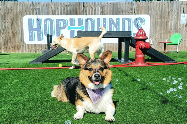 two dogs on the playground