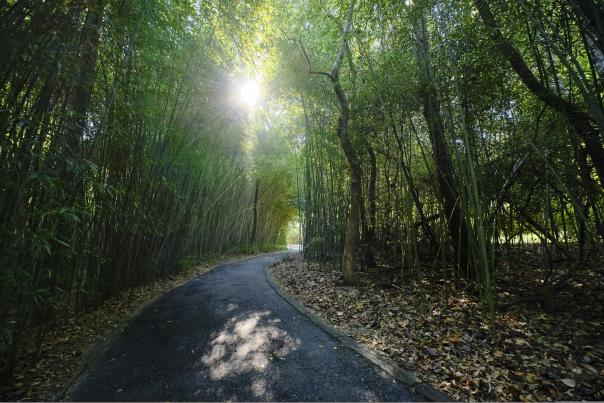 Nature trail in Mobile