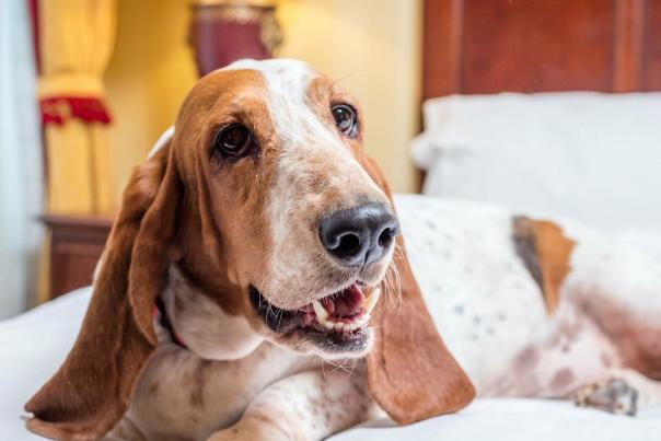 Basset hound laying on a hotel bed
