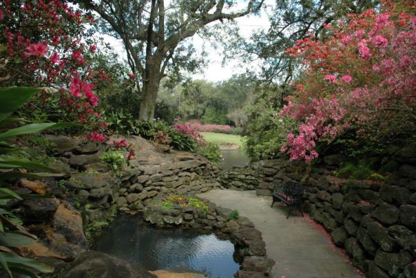 trail along a pond with blooming azaleas on either side