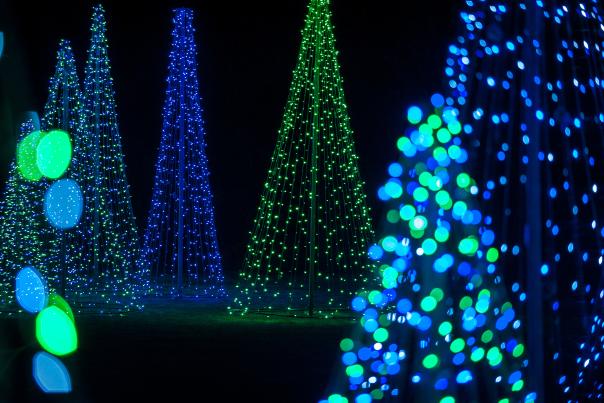 strings of lights in the shape of Christmas trees