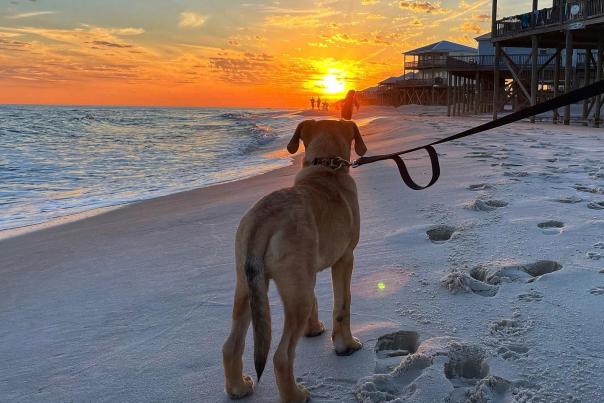 Dog on a leash watching the sunset at the beach