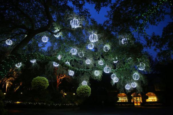 large balls of lights in a tree at night