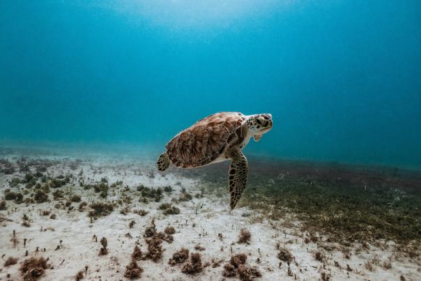 sea turtle swimming