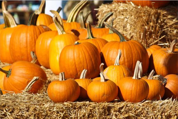 Pumpkin patch