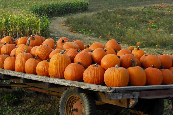 pumpkins on a cart at a pumpkin patch
