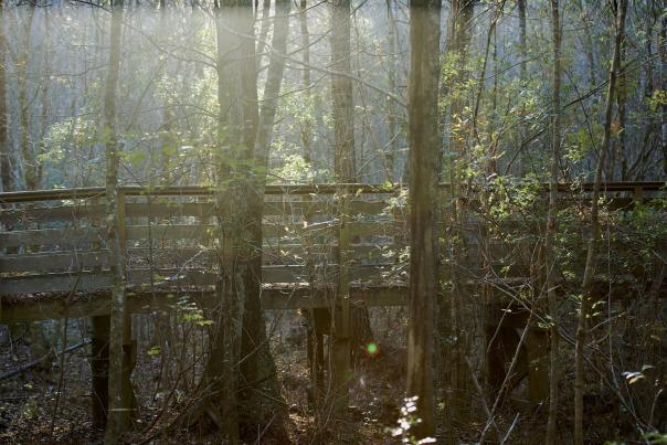 bridge in the middle of the woods