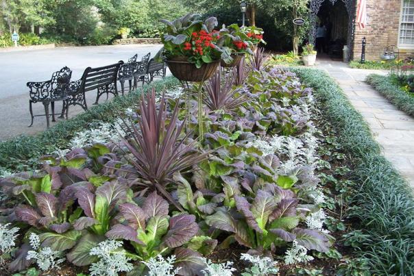 row of plants along a sidewalk