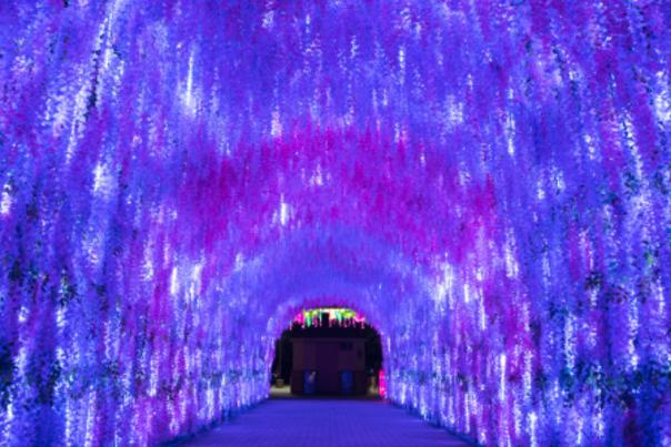 Large wisteria tunnel light display at the Gulf Coast Chinese Lantern Festival at Bellingrath Gardens & Home.