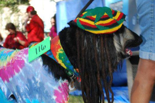dog dressed in a tie died shirt and a rastafari hat with dreads