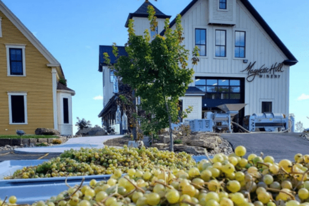 21-MagneticHillWineryBuildingGreenGrapes_Yes_CR-MagneticHillWinery_564x370