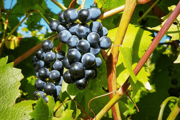 21-MagneticHillWineryPurpleGrapes_Yes_CR-ShutterBug506_564x370