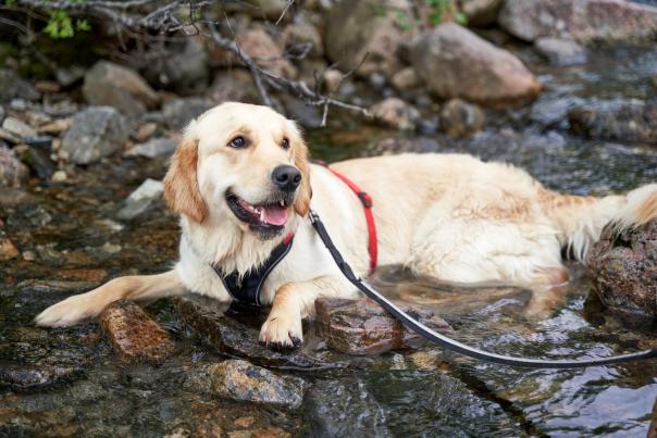 Dog-friendly Parks Trails
