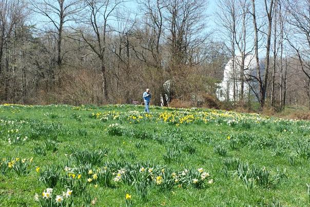 Daffodils at Link Observatory