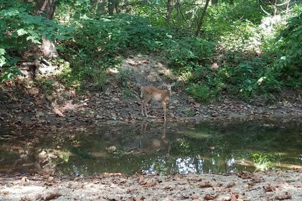 An unexpected wildlife encounter at Burkhart Creek Park.