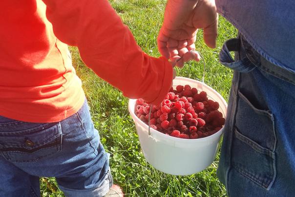 Picking raspberries at Anderson Orchard
