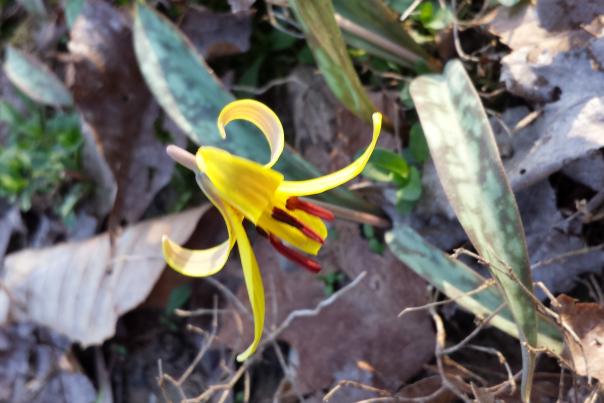 Wild Trout Lilly