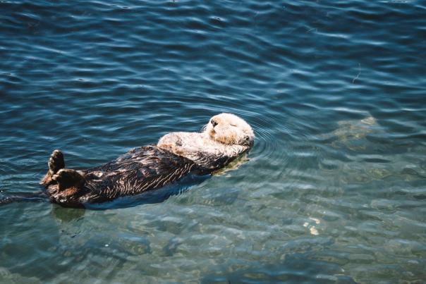 6 Marine Mammals You Can Spot in Morro Bay