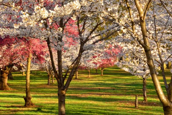 Nature's Beauty
