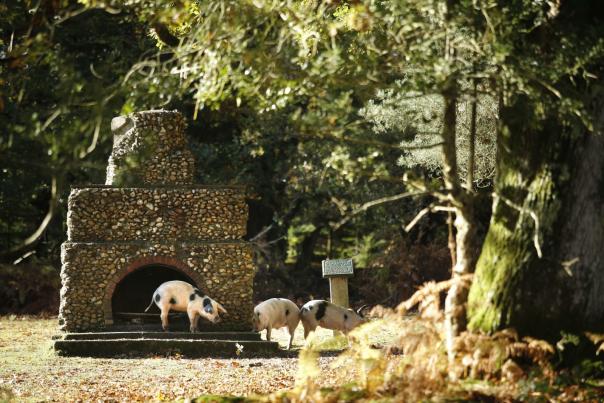 Top things to do this October in the New Forest