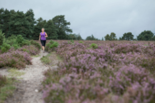 Top Action and Adventure Activities in the New Forest