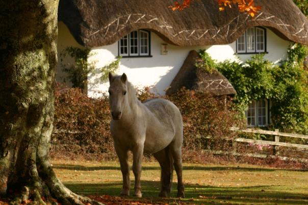 Top things to do in the New Forest this November