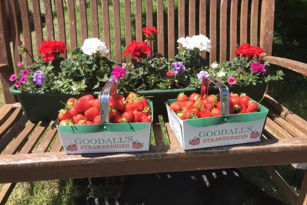 Goodalls Farm - Pick Your Own - Punnets on a bench